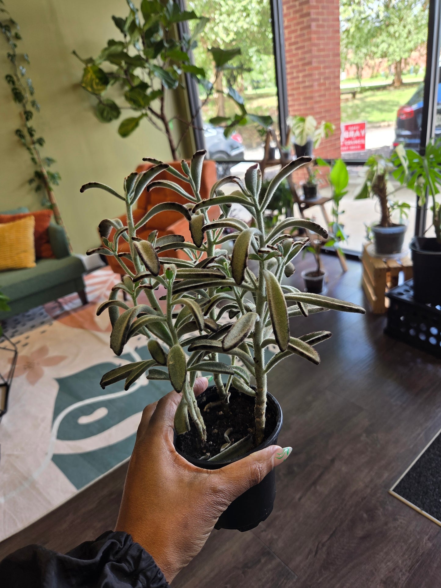 Kalanchoe Tomentosa 'Chocolate Soldier' Succulent 4"