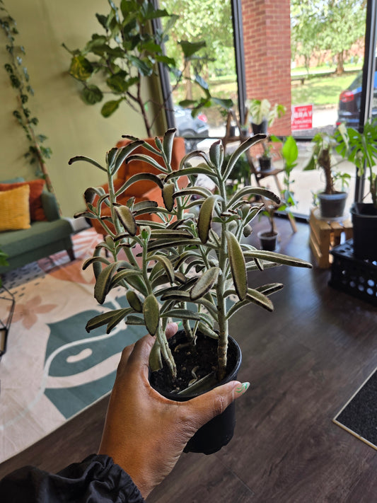 Kalanchoe Tomentosa 'Chocolate Soldier' Succulent 4"