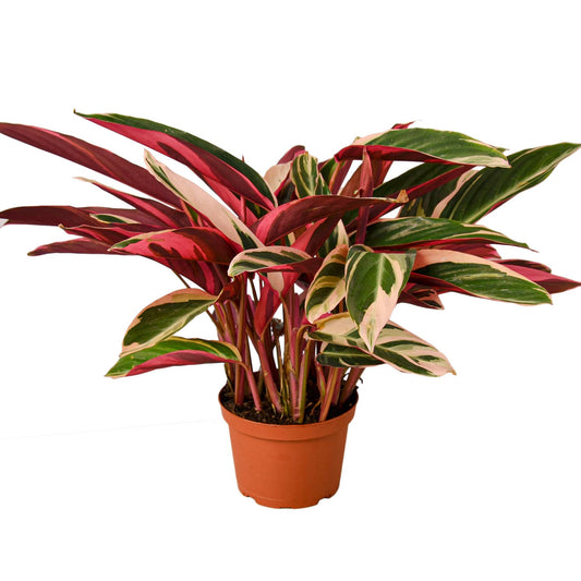 Stromanthe Triostar 4"