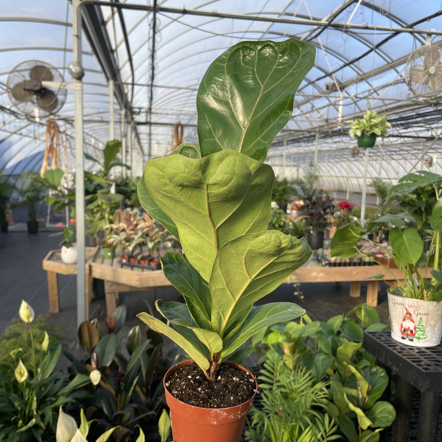 Fiddle Leaf Fig 6"