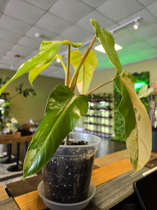 Philodendron Domesticum Variegated 6"