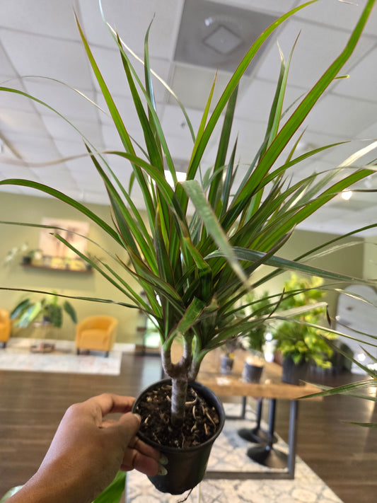 Dracaena Marginata Cane (Dragon Tree) 4"