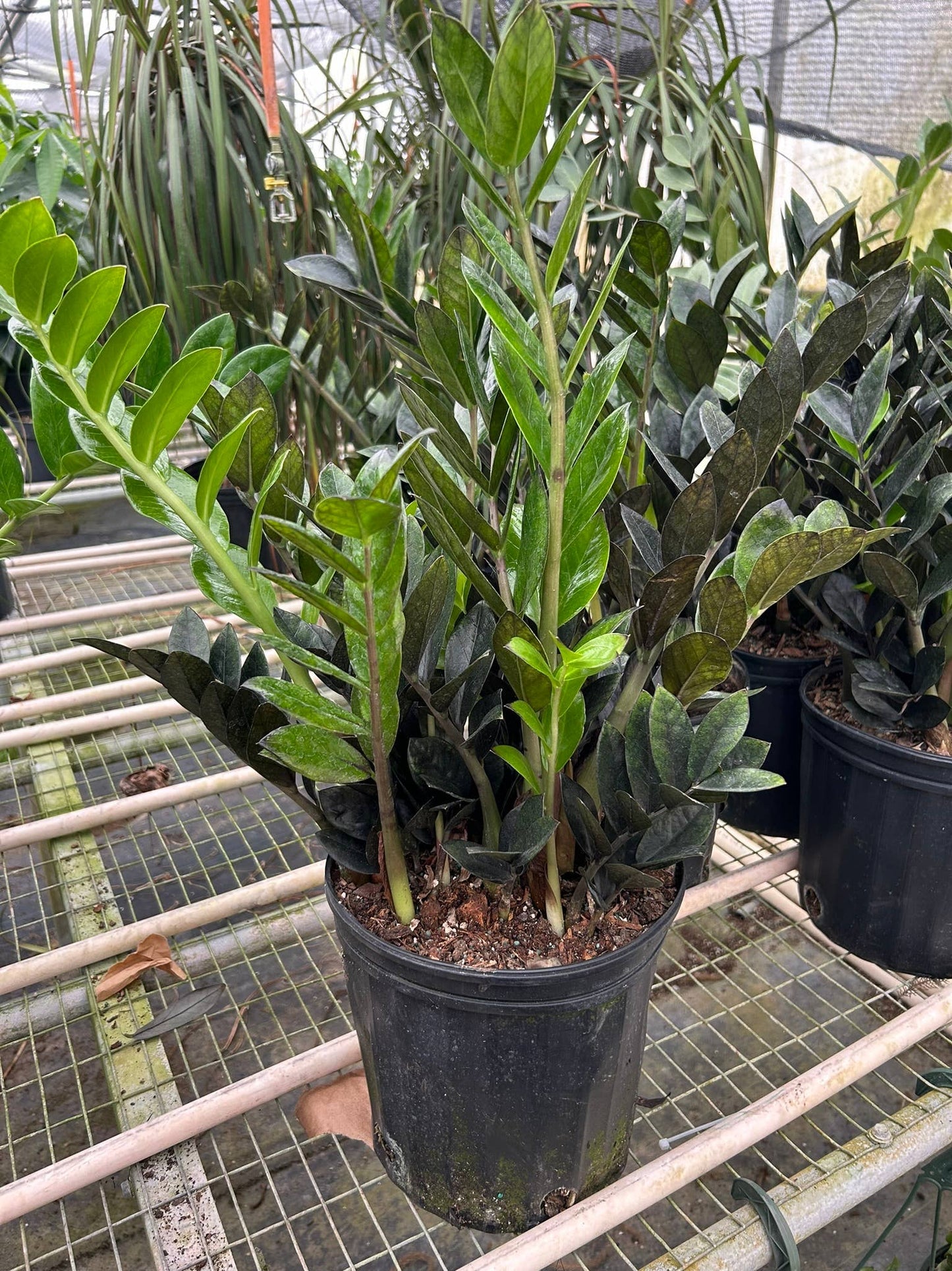 ZZ Zamioculcas 'Chameleon' 9" - repotted