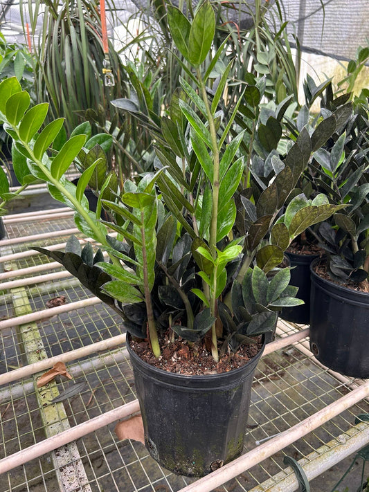 ZZ Zamioculcas 'Chameleon' 9" - repotted