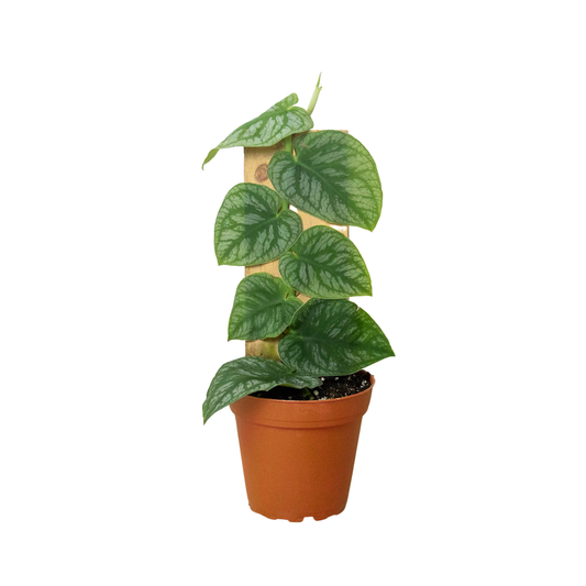 Monstera Dubia (Shingle Plant) 4"