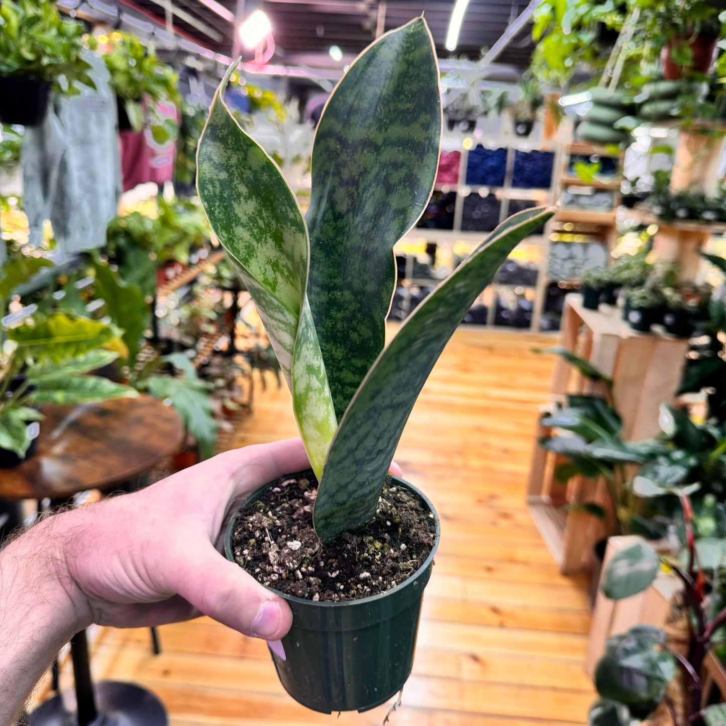 Sansevieria Whale Fin 4"