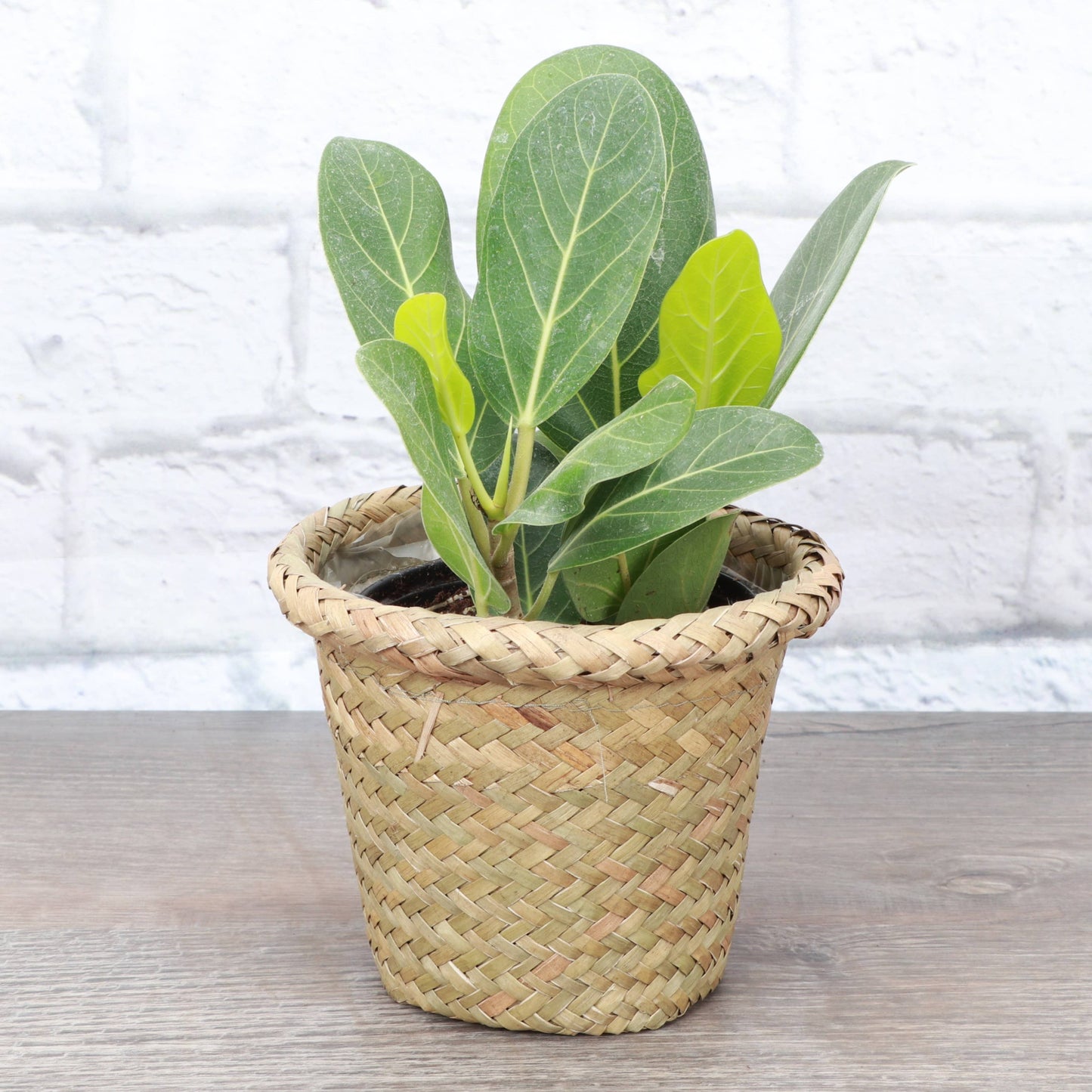 4" Woven Decorative Pot Cover for Plants