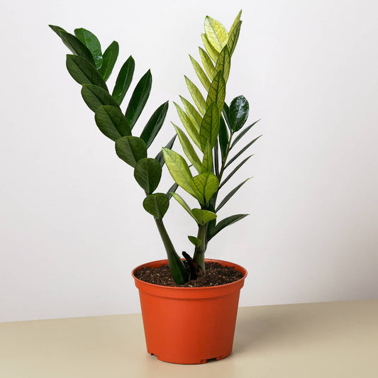 ZZ Zamioculcas  Zamiifolia  'Chameleon' 6"