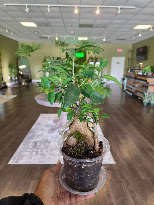 Ficus Ginseng 5" - repotted