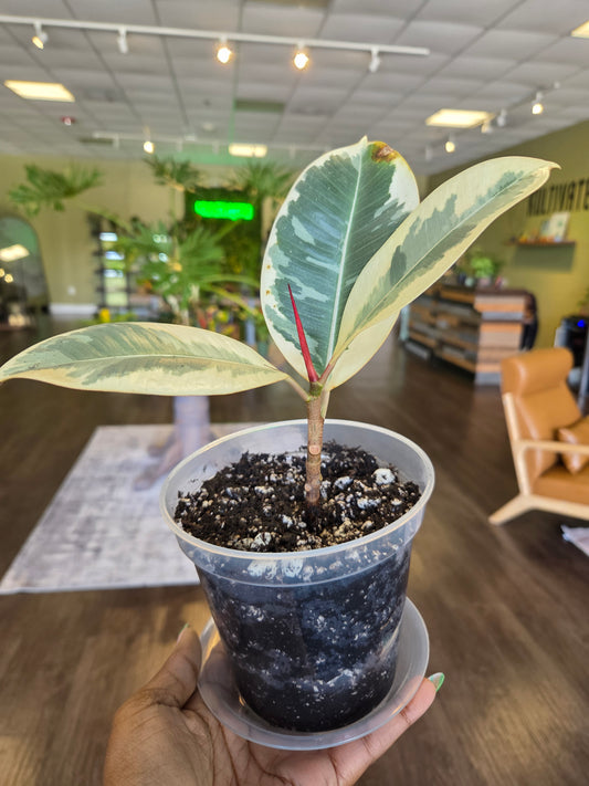 Ficus 'Tineke' 5" - repotted