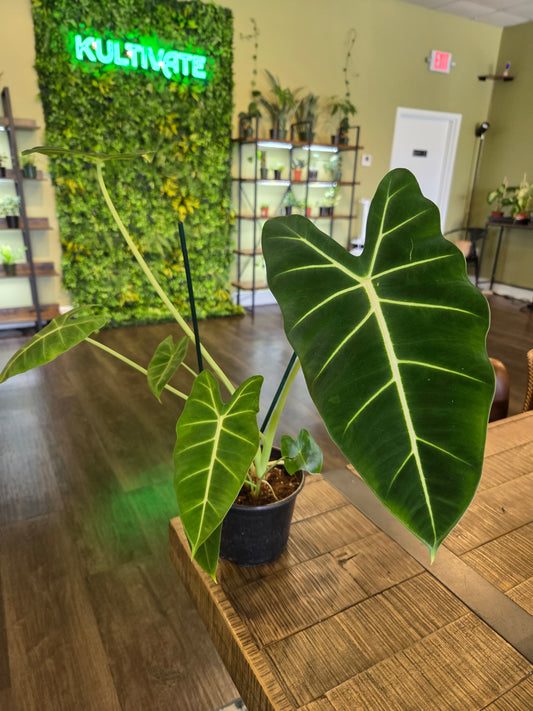 Alocasia 'Frydek' 6"