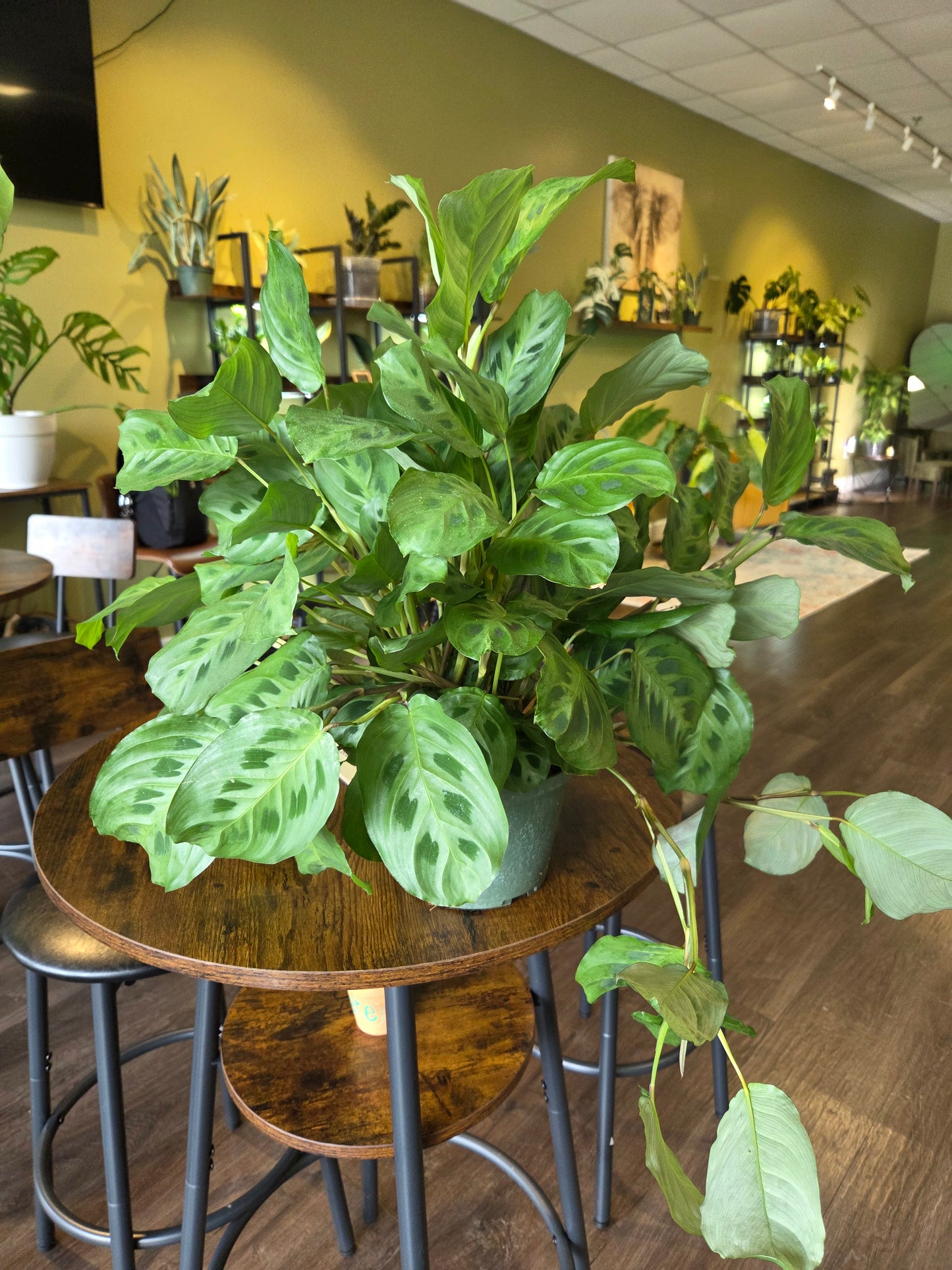 Green Maranta 6"