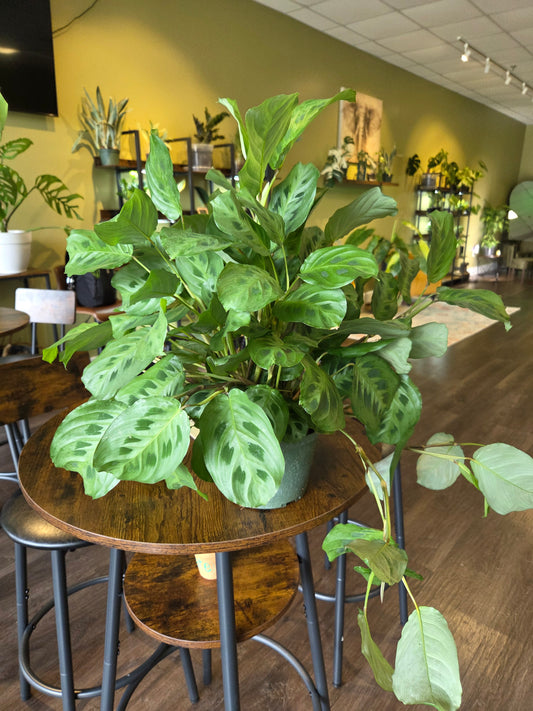 Green Maranta 6"