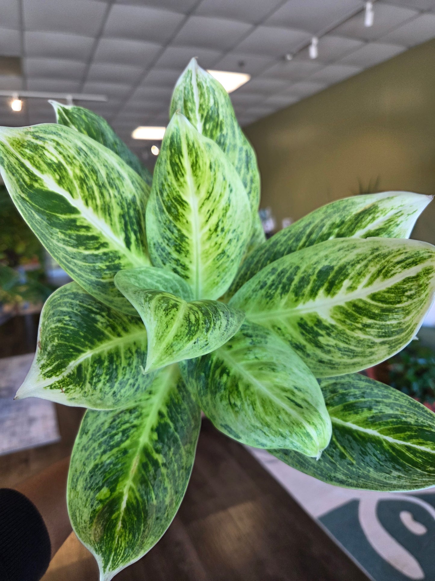 Aglaonema Honey Lemon 4"