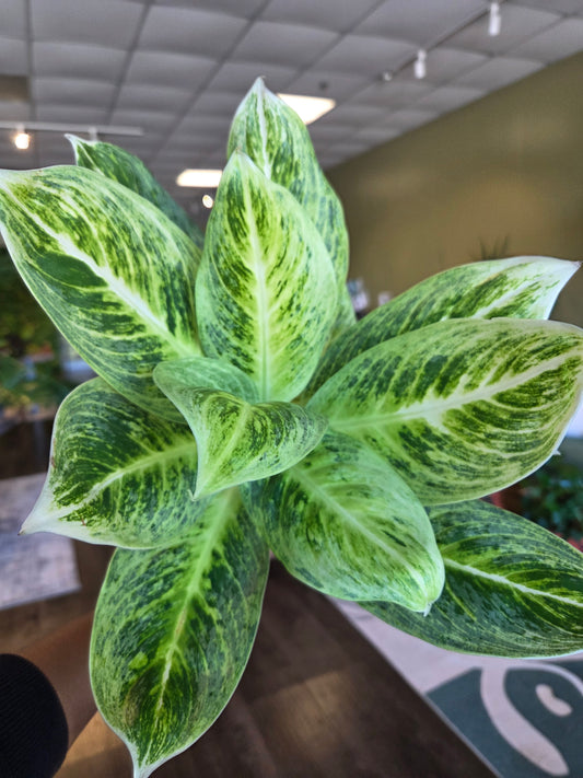 Aglaonema Honey Lemon 4"