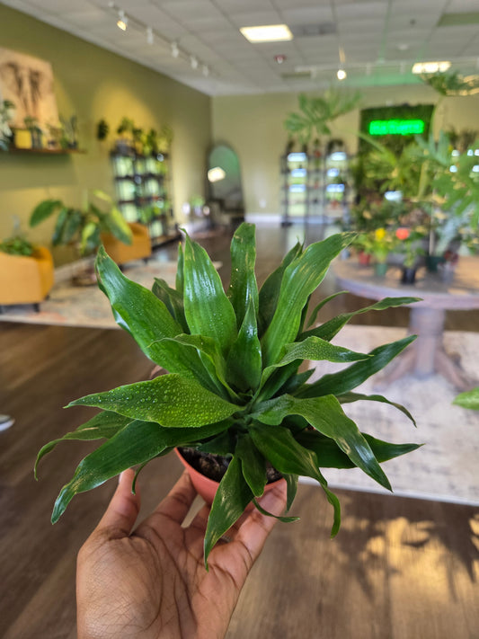 Dracaena ‘Janet Craig’ 4"