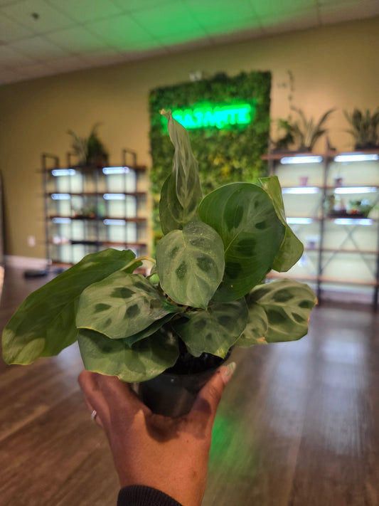 Green Maranta 4 "