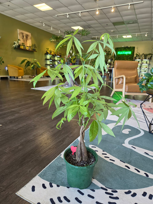 Pachira Money Braided Tree 8"
