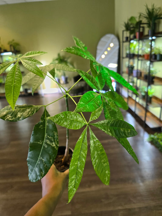 Pachira Money Tree Variegated 4"