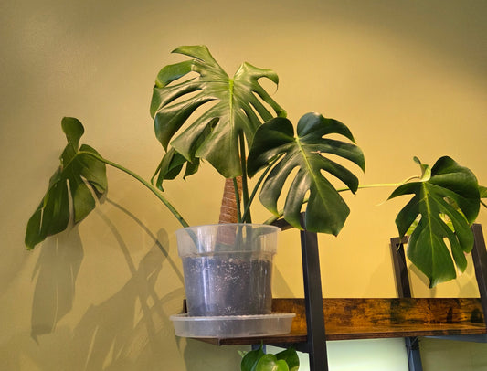 Monstera Deliciosa 9" -repotted w/stake