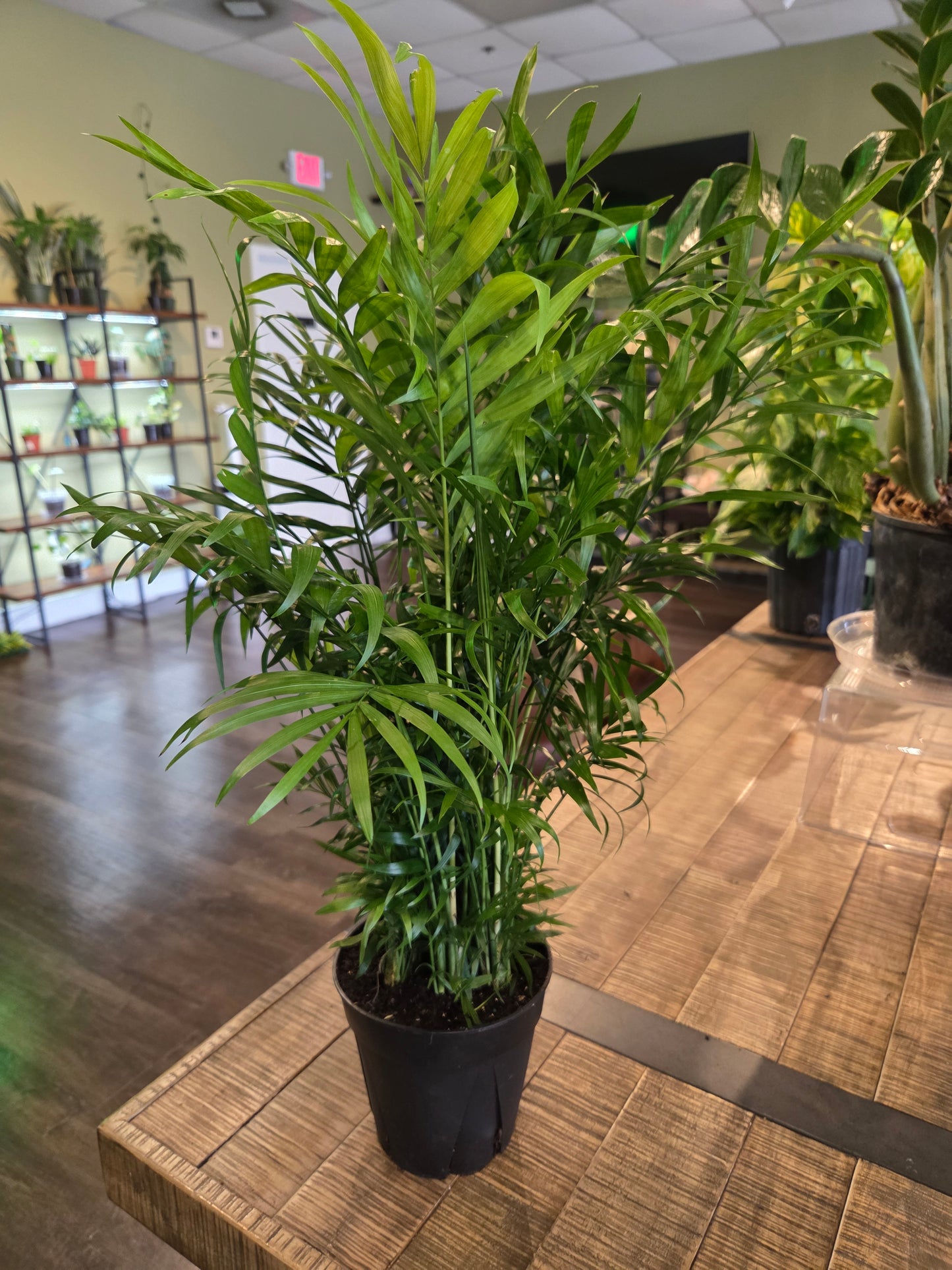 Parlor Palm 6"