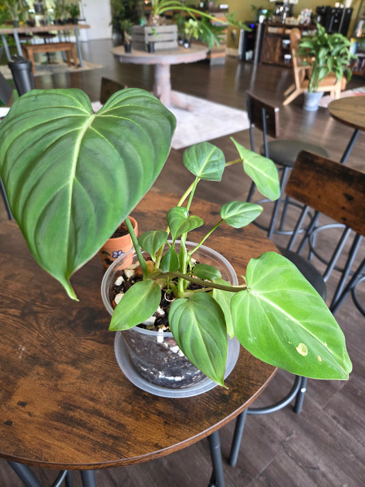 Philodendron 'Gloriosum' 5" - Repotted