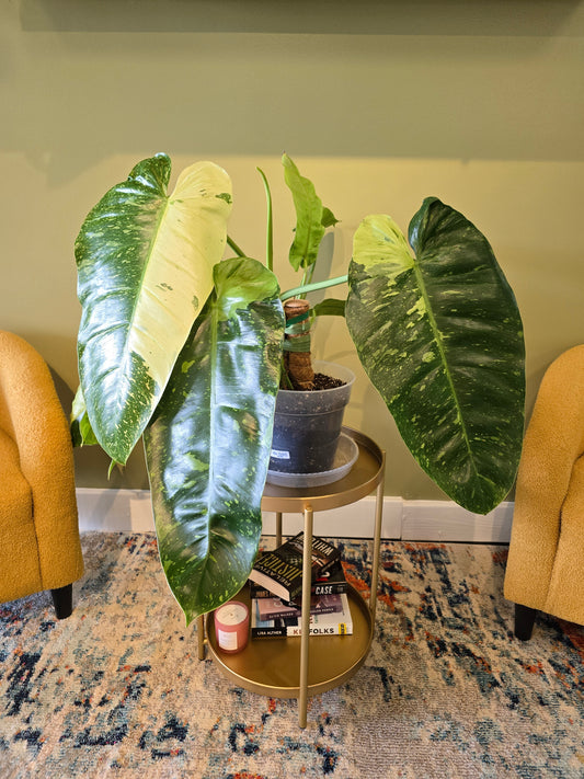 Philodendron José Buono 9"