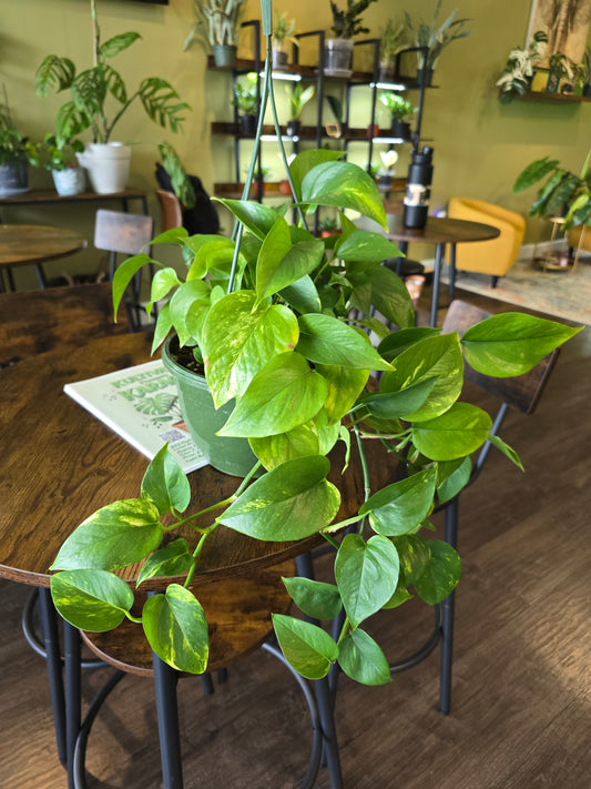 Pothos 'Golden' 8"