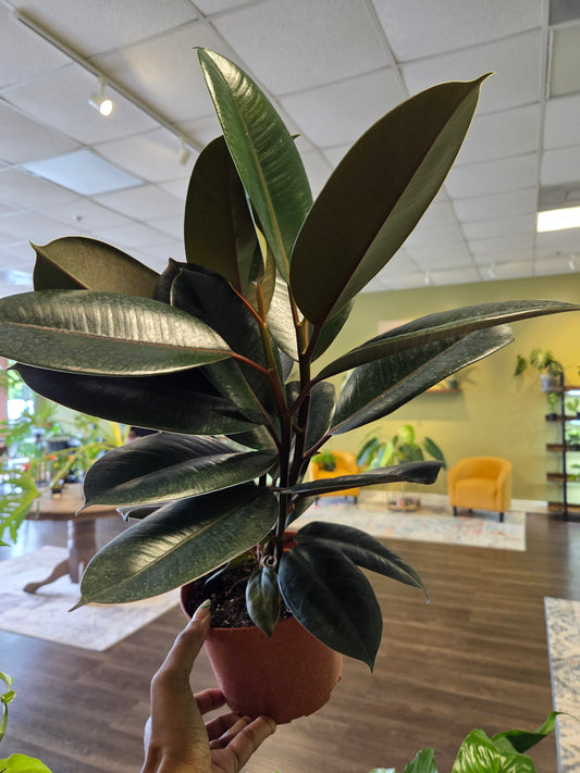 Ficus Rubber Plant 6"