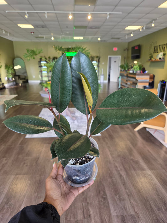Ficus Rubber Plant 5" - repotted